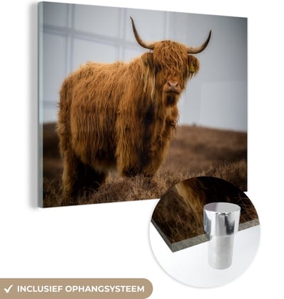 MuchoWow® Glasschilderij 160x120 cm - Schilderij acrylglas - Schotse Hooglander - Duin - Gras - Foto op glas - Schilderijen