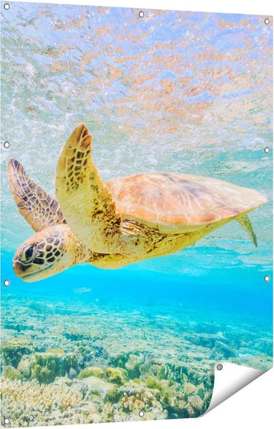 Gards Tuinposter Schildpad Zwemt in de Zee bij het Rif - 90x120 cm - Tuindoek - Tuindecoratie - Wanddecoratie buiten - Tuinschilderij