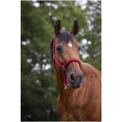 Halster voor paarden Norton Doublé néoprène