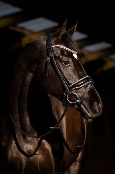 HB Showtime Copper Sky Trenshoofdstel Full Zwart