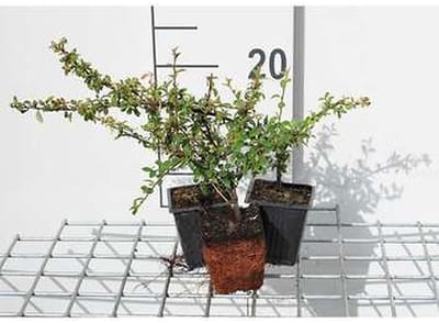 12x Dwergmispel - Cotoneaster suec. 'Skogholm' | 9x9 cm pot