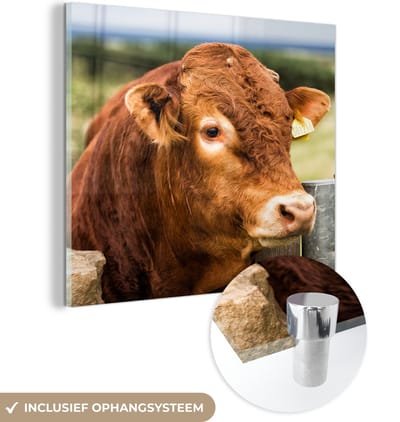 MuchoWow® Glasschilderij 50x50 cm - Schilderij acrylglas - Schotse Hooglander - Berg - Hek - Foto op glas - Schilderijen