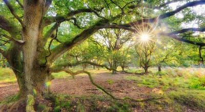 Fotobehang oerbos zonsopkomst 250 x 260 cm - € 175,--