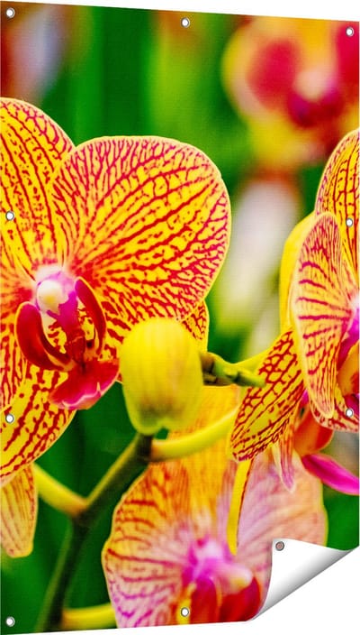 Gards Tuinposter Geel Rode Orchidee Bloemen - 80x120 cm - Tuindoek - Tuindecoratie - Wanddecoratie buiten - Tuinschilderij