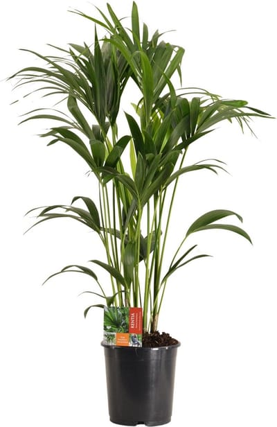 Plantenboetiek.nl | Howea Forsteriana - Ø24cm - 110-120cm hoog - Kamerplant - Groenblijvend