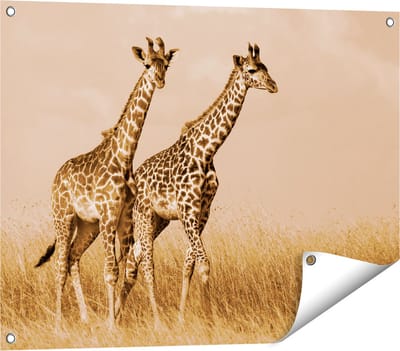 Gards Tuinposter Twee Giraffes in het Veld - 80x60 cm - Tuindoek - Tuindecoratie - Wanddecoratie buiten - Tuinschilderij