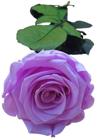 Dailygoods- Geconserveerde Roos - Paarse/Mauve - Duurzaam Cadeau - Tafeldecoratie - Woondecoratie - Natuurlijke Schoonheid - Bloem