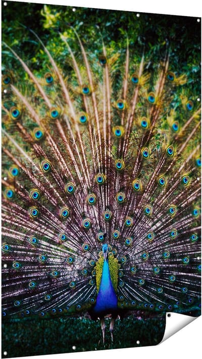 Gards Tuinposter Pauw met Kleurrijke Veren - Kleur - 120x180 cm - Tuindoek - Tuindecoratie - Wanddecoratie buiten - Tuinschilderij
