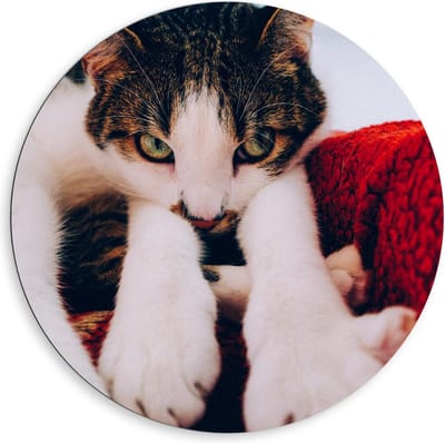 Dibond Wandcirkel - Onschuldige Bruine Kat - 80x80cm Foto op Aluminium Wandcirkel (met ophangsysteem)