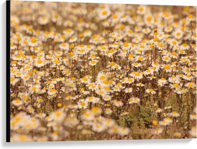 Canvas  - Veld vol met Madeliefjes  - 100x75cm Foto op Canvas Schilderij (Wanddecoratie op Canvas)