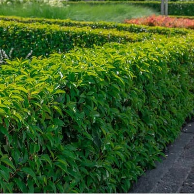 4 x Prunus lusitanica Angustifolia 50-60cm - 1 Lopende Meter Portugese laurier
