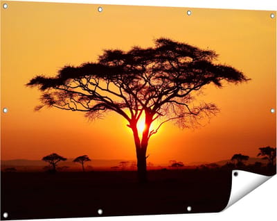 Gards Tuinposter Zonsondergang Achter een Savanne Boom - 120x80 cm - Tuindoek - Tuindecoratie - Wanddecoratie buiten - Tuinschilderij