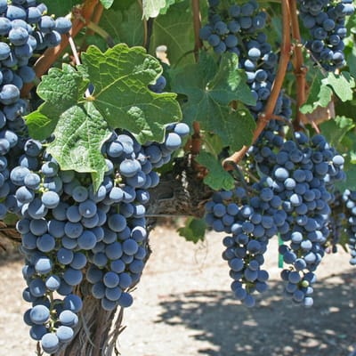 Wijnstok (Vitis vinifera) - Druivenplant Boskoop Glory - Vaste planten - Moestuin - Klimplant - Zomerbollen - bloeit in Juli