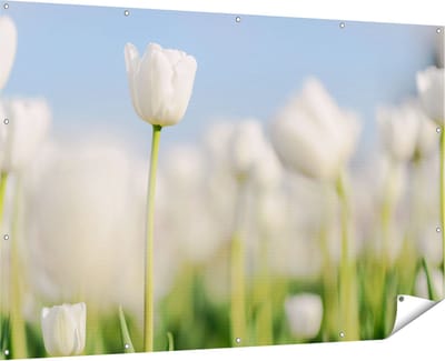 Gards Tuinposter Witte Tulpen - Bloemen - 180x120 cm - Tuindoek - Tuindecoratie - Wanddecoratie buiten - Tuinschilderij