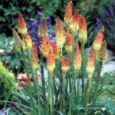6 x Kniphofia Uvaria - Vuurpijl pot 9x9cm