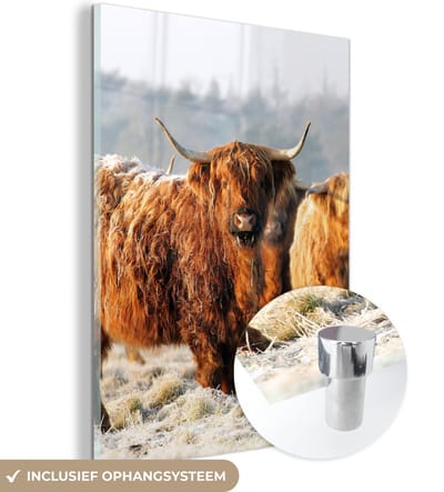 MuchoWow® Glasschilderij 120x160 cm - Schilderij acrylglas - Schotse Hooglanders - Sneeuw - Bos - Foto op glas - Schilderijen