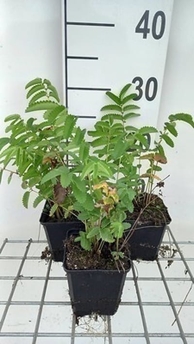 6x Sanguisorba - Sanguisorba off. 'Arnhem' | 9x9 cm pot