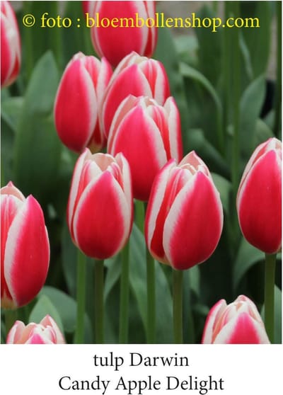 tulp Candy apple Delight 25 bollen maat 12/+ tulpen - bloembollen- tulpenbollen