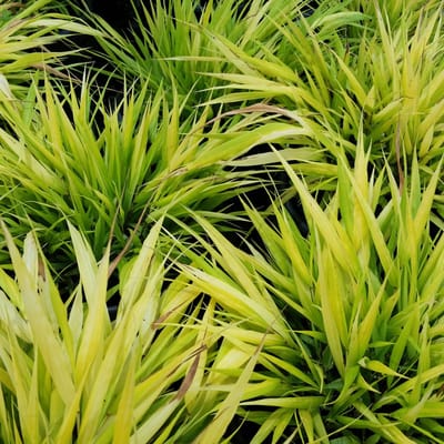 6x Hakonechloa macra 'All Gold' Pot 9x9cm - Prachtig siergras voor in de tuin