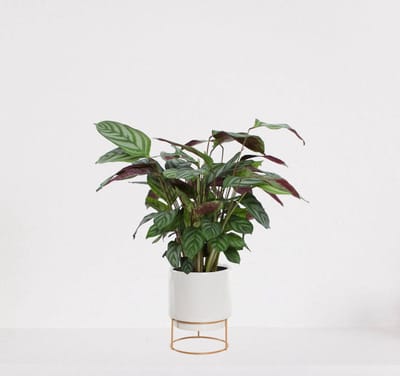 Calathea Compactstar in luxe sierpot Emma Wit – luchtzuiverende kamerplant – pauwenplant – living plant - ↕35-45cm - Ø13 – geleverd met plantenpot – vers uit de kwekerij