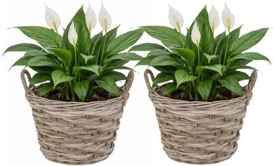 Mega Collections plantenmand Heeg - 2x - rotan - D35 x H25 cm - lichtbruin/grijs - met handvaten