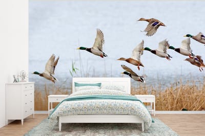 Behang - Fotobehang Eend - Vogel - Riet - Water - Eenden - Breedte 295 cm x hoogte 220 cm