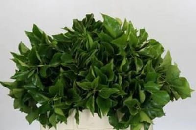 1x Sg hedera aborescens blad nl 40cm