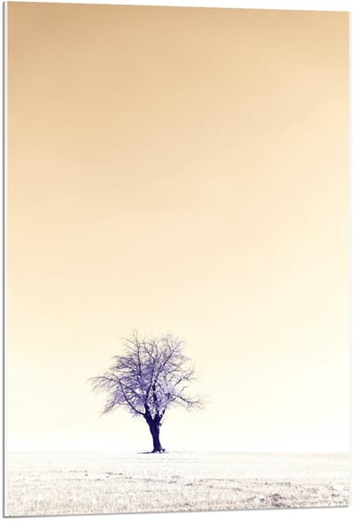 Acrylglas - Eenzame Boom - 60x90cm Foto op Acrylglas (Met Ophangsysteem)