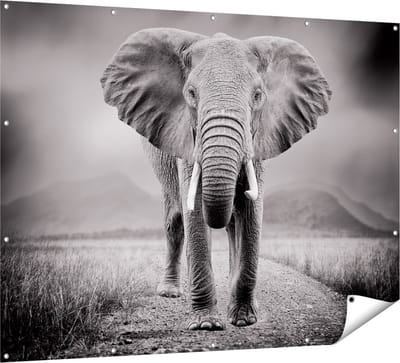 Gards Tuinposter Olifant - Zwart Wit - 160x120 cm - Tuindoek - Tuindecoratie - Wanddecoratie buiten - Tuinschilderij