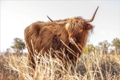 Glasschilderij Hooglander in het veld