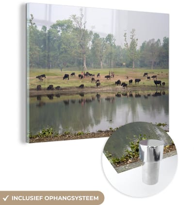 ® Glasschilderij 160x120 cm - Schilderij acrylglas - Grazende dieren bij het water in het Nationaal park Chitwan in Nepal - Foto op glas - Muurdecoratie woonkamer - Wanddecoratie slaapkamer - Schilderijen
