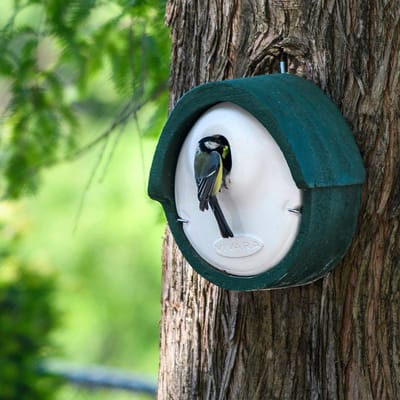 CJ Wildlife Nestkast - Aanbevolen door de Vogelbescherming Nederland - Alicante - Nestkastje voor o.a. Koolmees, Boomklevers & Mussen - Woodstone Vogelhuisje - FSC-gecertificeerd - Groen