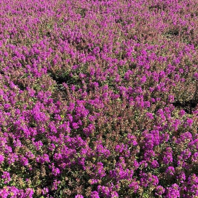 Thymus pr. Purple Beauty - Set van 12 - Kruiptijm - Pot P9 - Paarse Bloem