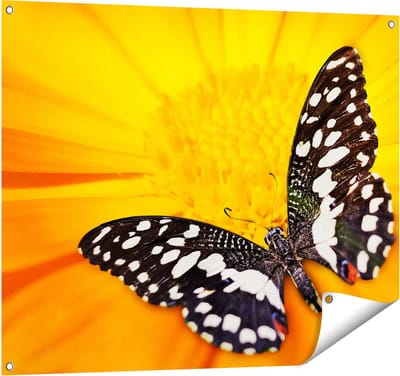 Gards Tuinposter Vlinder op een Oranje Bloem - 100x80 cm - Tuindoek - Tuindecoratie - Wanddecoratie buiten - Tuinschilderij