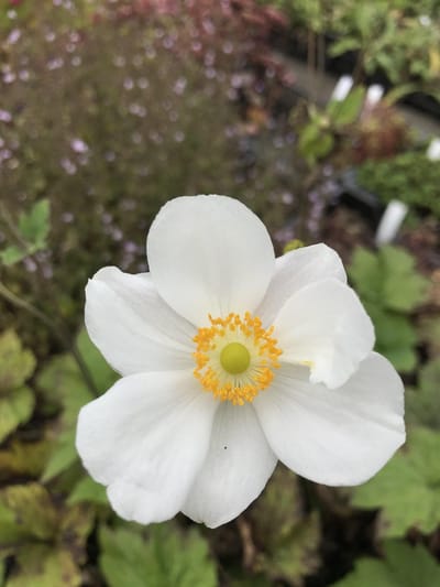 6 x Anemone 'Honorine Jobert' - Herfstanemoon - P9 Pot (9 x 9cm) - Dima Vaste Planten