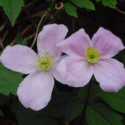 Clematis Montana 'Fragrant Spring' - Bosrank - 50-60 cm in pot: Klimplant met geurende, lichtroze bloemen in het voorjaar.