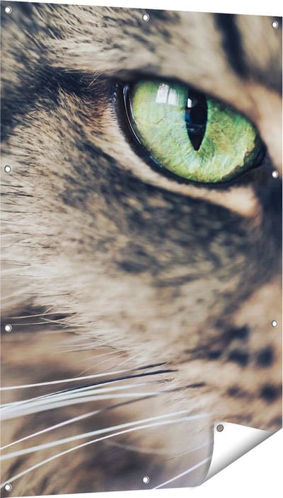 Gards Tuinposter Kat met Groene Ogen van Dichtbij - 80x120 cm - Tuindoek - Tuindecoratie - Wanddecoratie buiten - Tuinschilderij