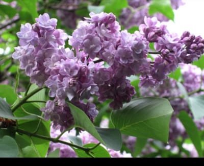 2 x Syringa vulg. 'Michel Buchner' - Gewone Sering , Vaak Ook Verkeerdelijk Jasmijn Genoemd 50- 60 cm in pot