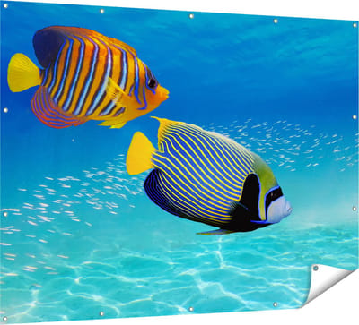 Gards Tuinposter Twee Tropische Vissen in de Rode Zee - 160x120 cm - Tuindoek - Tuindecoratie - Wanddecoratie buiten - Tuinschilderij