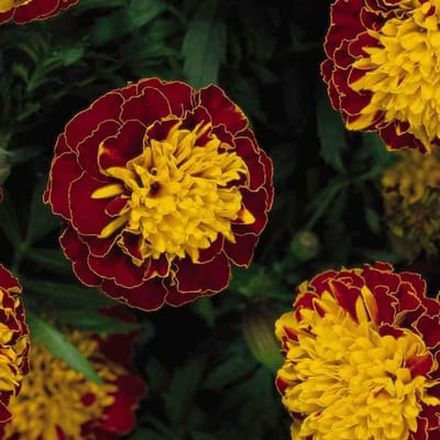 Tagetes Zaden - Bloem Zaden - Tuinieren Buiten - 100 Stuks Pakket