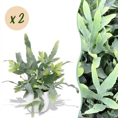 Plantenboetiek.nl | Phlebodium aureum Blue Star - Blauwe Varen - Huisdiervriendelijke Plant - Blauw - 2 Planten - met Potter Wit - Ø12cm - 25cm hoog - Kamerplant - Arrangement - Plant met pot