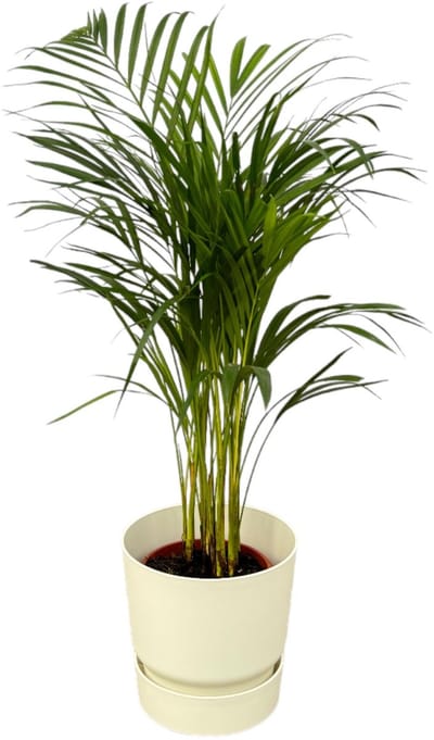 Areca palm - ↨85cm - Ø19cm inclusief elho Greenville Round wit D24xH23