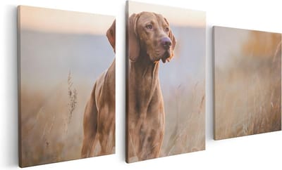 Artaza Canvas Schilderij Drieluik Hongaarse Vizsla Hond In Het Gras - 120x60 - Foto Op Canvas - Canvas Print