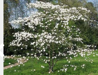 Cornus florida - Amerikaanse Kornoelje 50 - 60 cm in pot