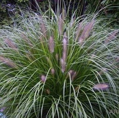 12 x Lampenpoetsersgras Reborn - Siergras met Pluim - Pennisetum alopecuroides 'Reborn' in 9x9cm met hoogte 5-10cm