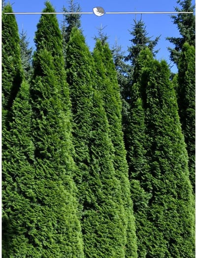 Venijnboom Taxus baccata 40-50 cm in Pot, 50x Haagplant