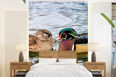 Behang - Fotobehang Eend - Vogels - Water - Veren - Dieren - Breedte 205 cm x hoogte 280 cm