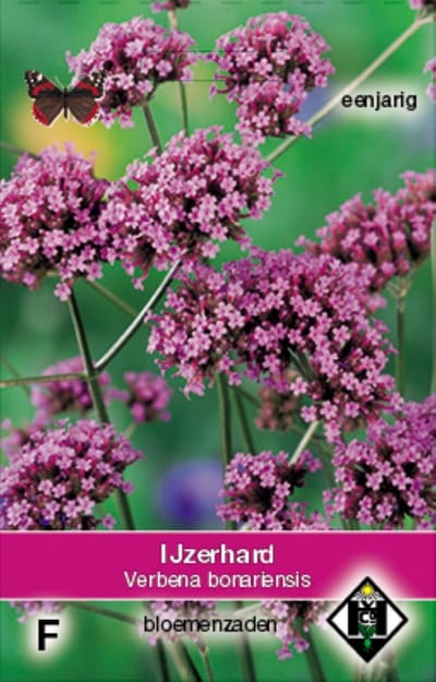 Bloemenzaden Verbena Bonariensis - Bloeitijd: Juli tot Oktober - Zaad