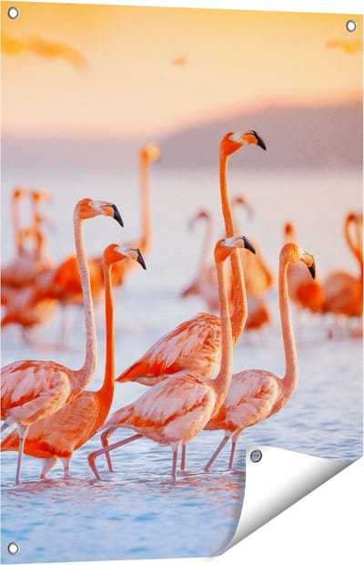 Gards Tuinposter Kudde Flamingo's in het Water - 60x80 cm - Tuindoek - Tuindecoratie - Wanddecoratie buiten - Tuinschilderij