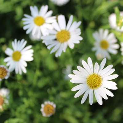 12 x Erigeron karvinskianus - Fijnstraal Pot 9x9cm - sierlijke toevoeging aan elke groene ruimte.